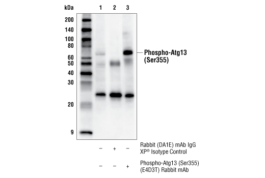 Immunoprecipitation Image 1: Phospho-Atg13 (Ser355) (E4D3T) Rabbit mAb