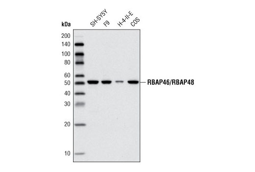 Western Blotting Image 1: RBAP46/RBAP48 Antibody