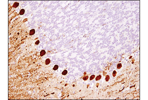 Immunohistochemistry Image 1: Calbindin (D1I4Q) XP® Rabbit mAb (BSA and Azide Free)