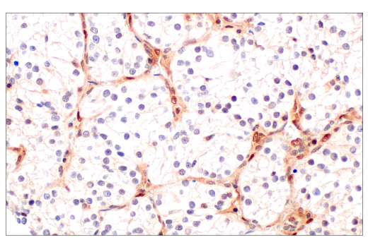 Immunohistochemistry Image 5: CRBN (D8H3S) Rabbit mAb (BSA and Azide Free)