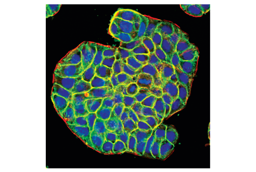 Immunofluorescence Image 1: EpCAM (VU1D9) Mouse mAb (BSA and Azide Free)