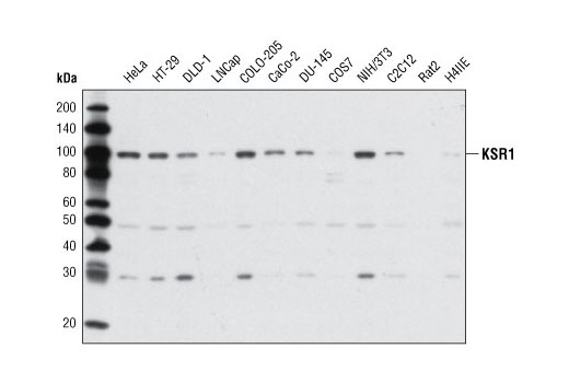 Western Blotting Image 1: KSR1 Antibody