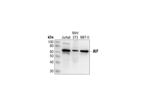 Western Blotting Image 1: AIF Antibody