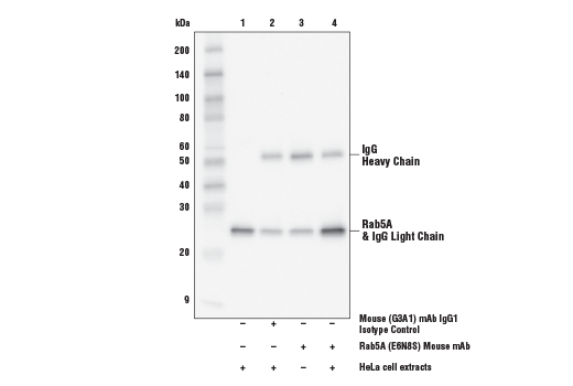  Image 30: Cellular Localization IF Antibody Sampler Kit
