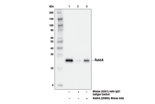  Image 13: Rab Family Antibody Sampler Kit