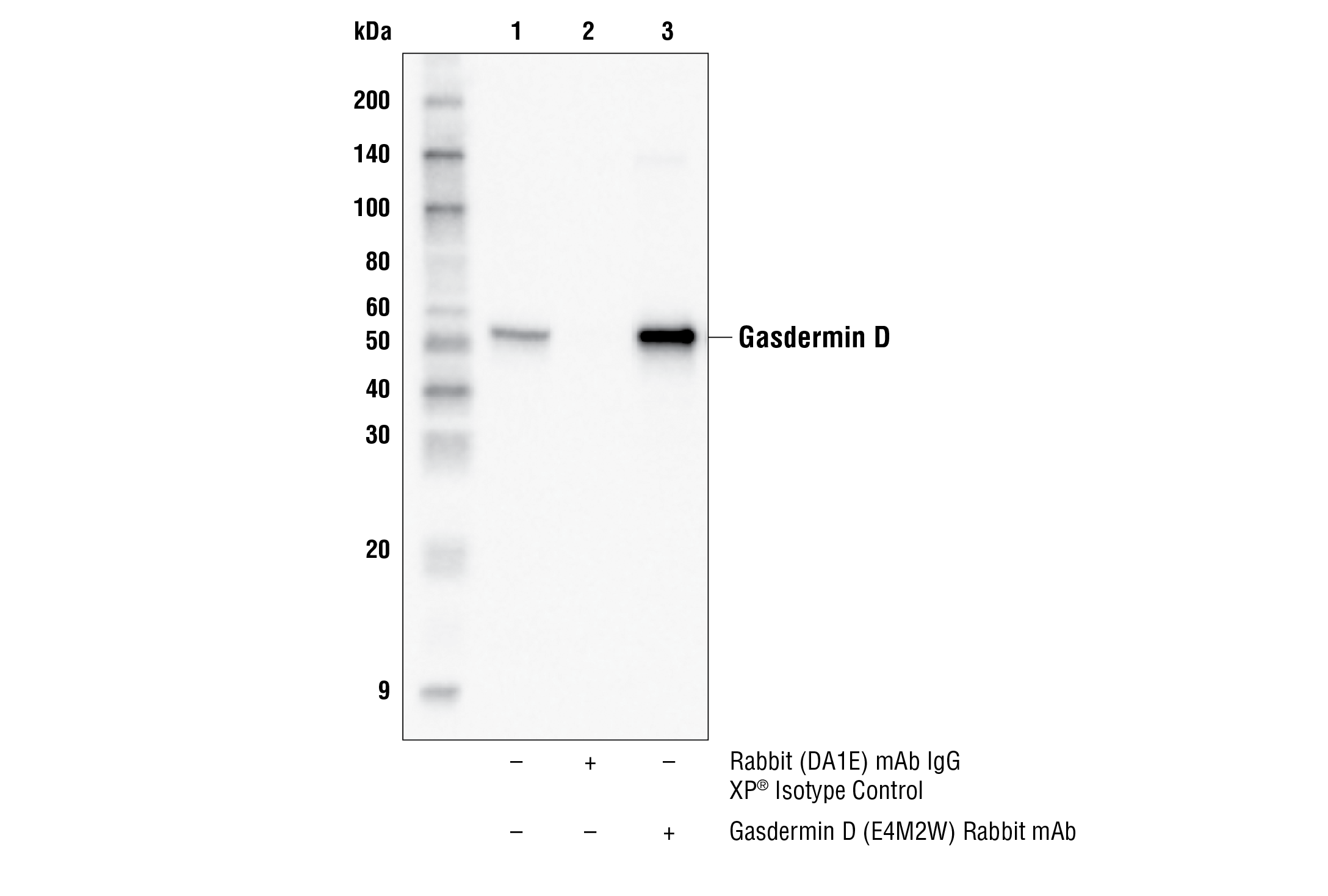 Immunoprecipitation Image 1: Gasdermin D (E4M2W) Rabbit mAb