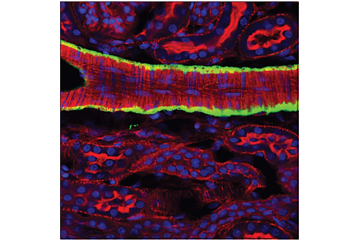 Immunofluorescence Image 1: α-Smooth Muscle Actin (1A4) Mouse mAb (Alexa Fluor® 488 Conjugate)