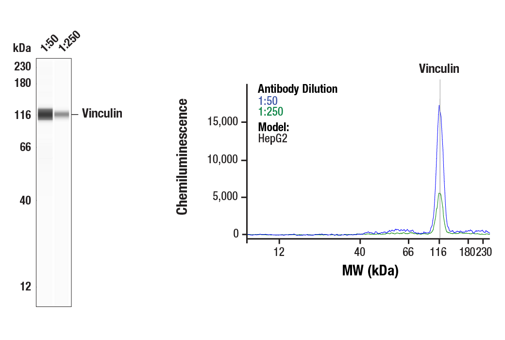  Image 1: Focal Adhesion Protein Antibody Sampler Kit