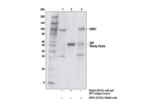 Immunoprecipitation Image 1: HPK1 (E1C3L) Rabbit mAb