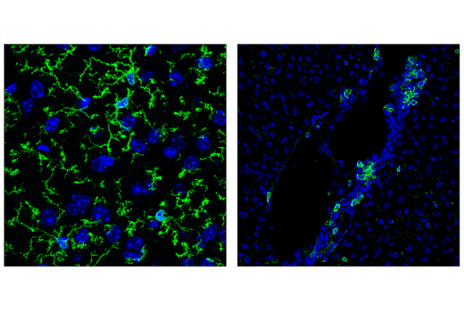 Immunofluorescence Image 1: CD11b/ITGAM (M1/70) Rat mAb