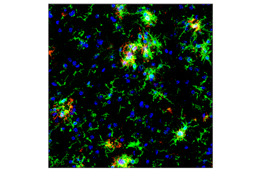  Image 15: Mouse Microglia Marker IF Antibody Sampler Kit