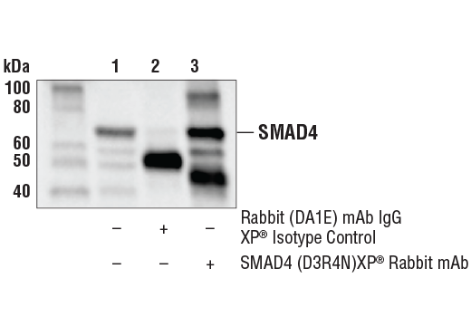 Immunoprecipitation Image 1: SMAD4 (D3R4N) XP® Rabbit mAb