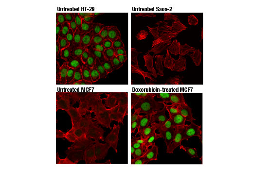 Immunofluorescence Image 1: p53 (DO-7) Mouse mAb (BSA and Azide Free)