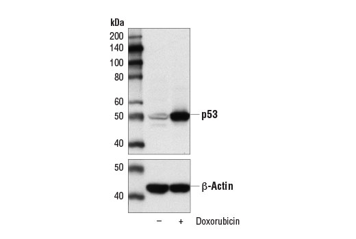Western Blotting Image 2: p53 (DO-7) Mouse mAb (BSA and Azide Free)