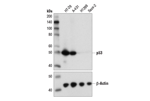 Western Blotting Image 1: p53 (DO-7) Mouse mAb (BSA and Azide Free)