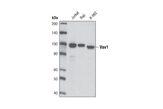  Image 3: Vav Isoform Antibody Sampler Kit