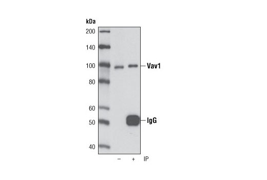 Immunoprecipitation Image 1: Vav1 (D45G3) Rabbit mAb