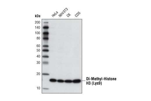 Western Blotting Image 1: Di-Methyl-Histone H3 (Lys9) (D85B4) XP® Rabbit mAb