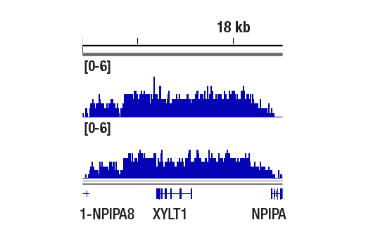 Chromatin Immunoprecipitation Image 1: Di-Methyl-Histone H3 (Lys9) (D85B4) XP® Rabbit mAb