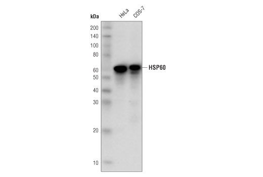 Western Blotting Image 1: HSP60 (D6F1) XP® Rabbit mAb (HRP Conjugate)