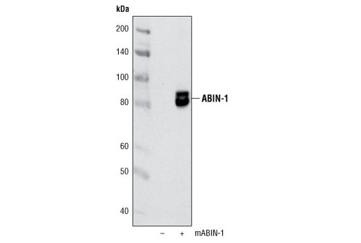 Western Blotting Image 2: ABIN-1 Antibody