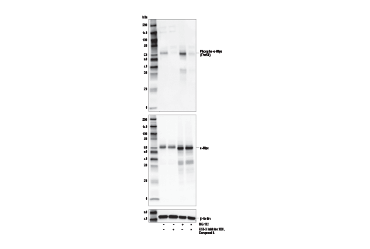  Image 9: Myc Family Profiling Antibody Sampler Kit