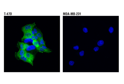 Immunofluorescence Image 2: Tau (D1M9X) XP® Rabbit mAb