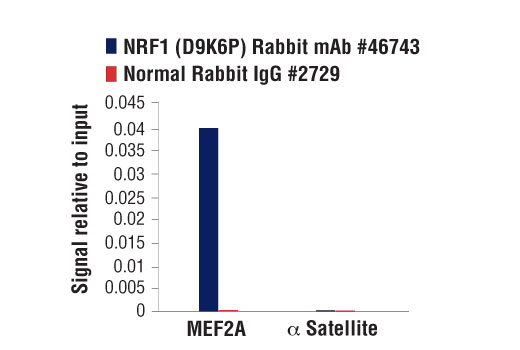 Chromatin Immunoprecipitation Image 3: NRF1 (D9K6P) Rabbit mAb