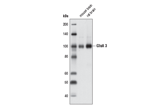 Western Blotting Image 1: AMPA Receptor 3 (GluA 3) (D47E3) Rabbit mAb