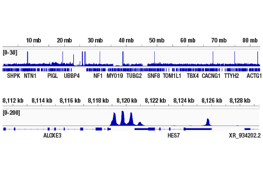 Chromatin Immunoprecipitation Image 2: ACTL6B/BAF53B (E5X8C) Rabbit mAb