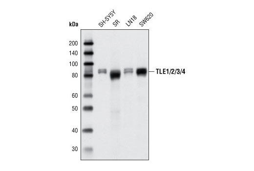 Western Blotting Image 1: TLE1/2/3/4 Antibody