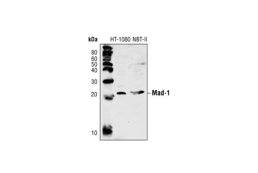 Western Blotting Image 1: Mad-1 Antibody