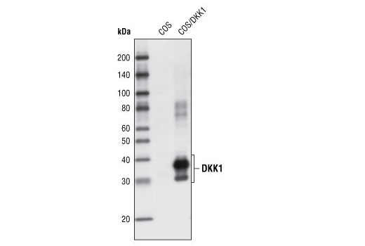 Western Blotting Image 1: DKK1 Antibody