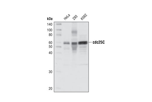  Image 1: cdc25C Antibody Sampler Kit