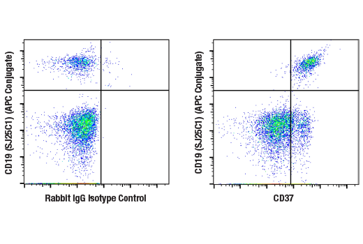 Flow Cytometry Image 1: CD37 (E4K2M) Rabbit mAb
