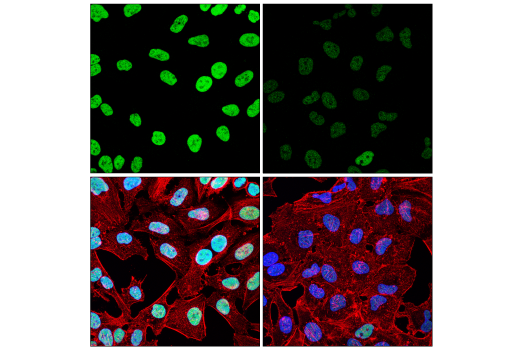Immunofluorescence Image 1: SRSF10 (E9A6K) Rabbit mAb