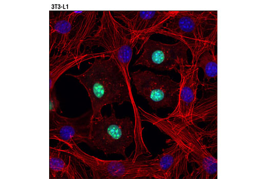 Immunofluorescence Image 2: C/EBPα (D56F10) XP® Rabbit mAb (BSA and Azide Free)
