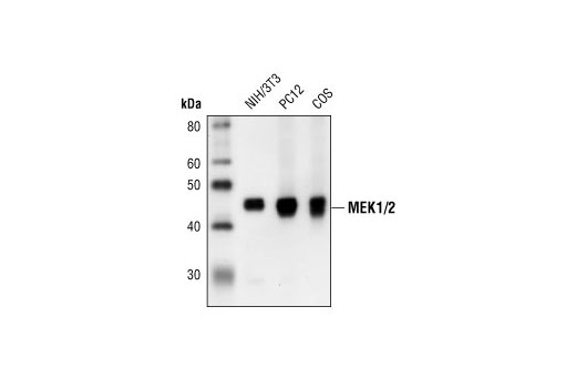 Western Blotting Image 1: MEK1/2 (L38C12) Mouse mAb