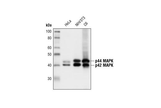  Image 2: MAPK Family Antibody Sampler Kit