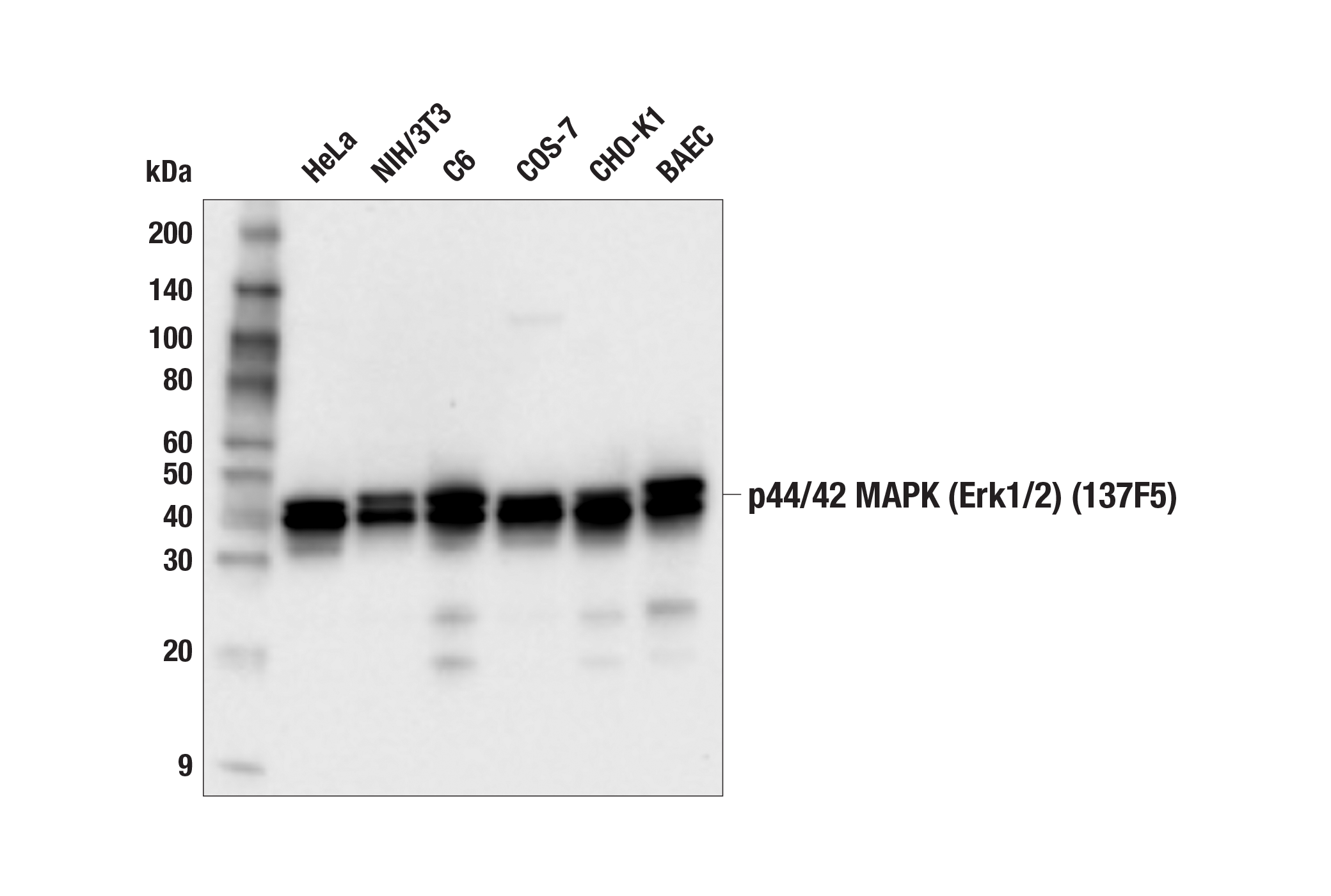 Image 16: PDGF Receptor Activation Antibody Sampler Kit