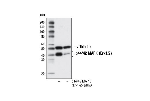  Image 4: PhosphoPlus® p44/42 MAPK (Erk1/2) (Thr202/Tyr204) Antibody Duet