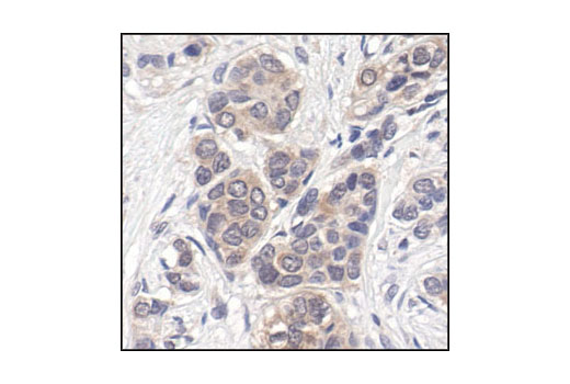 Immunohistochemistry Image 1: p44/42 MAPK (Erk1/2) (137F5) Rabbit mAb (BSA and Azide Free)