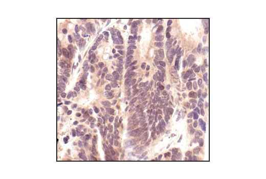 Immunohistochemistry Image 2: p44/42 MAPK (Erk1/2) (137F5) Rabbit mAb (BSA and Azide Free)