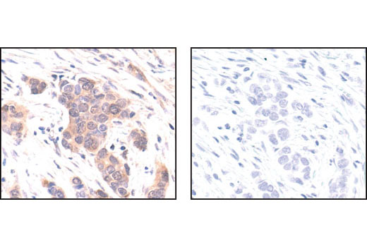 Immunohistochemistry Image 3: p44/42 MAPK (Erk1/2) (137F5) Rabbit mAb (BSA and Azide Free)