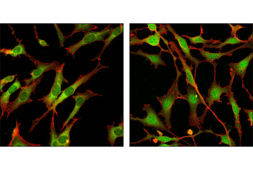 Immunofluorescence Image 1: p44/42 MAPK (Erk1/2) (137F5) Rabbit mAb (BSA and Azide Free)