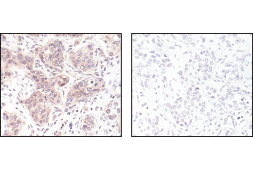 Immunohistochemistry Image 1: p44/42 MAPK (Erk1/2) (L34F12) Mouse mAb