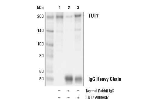Immunoprecipitation Image 1: TUT7 Antibody