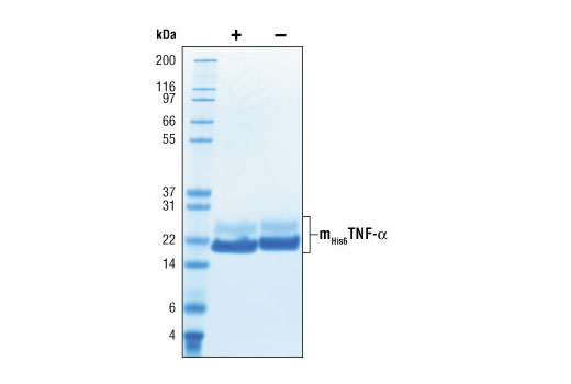  Image 2: Mouse His6 Tumor Necrosis Factor-α (mHis6TNF-α)