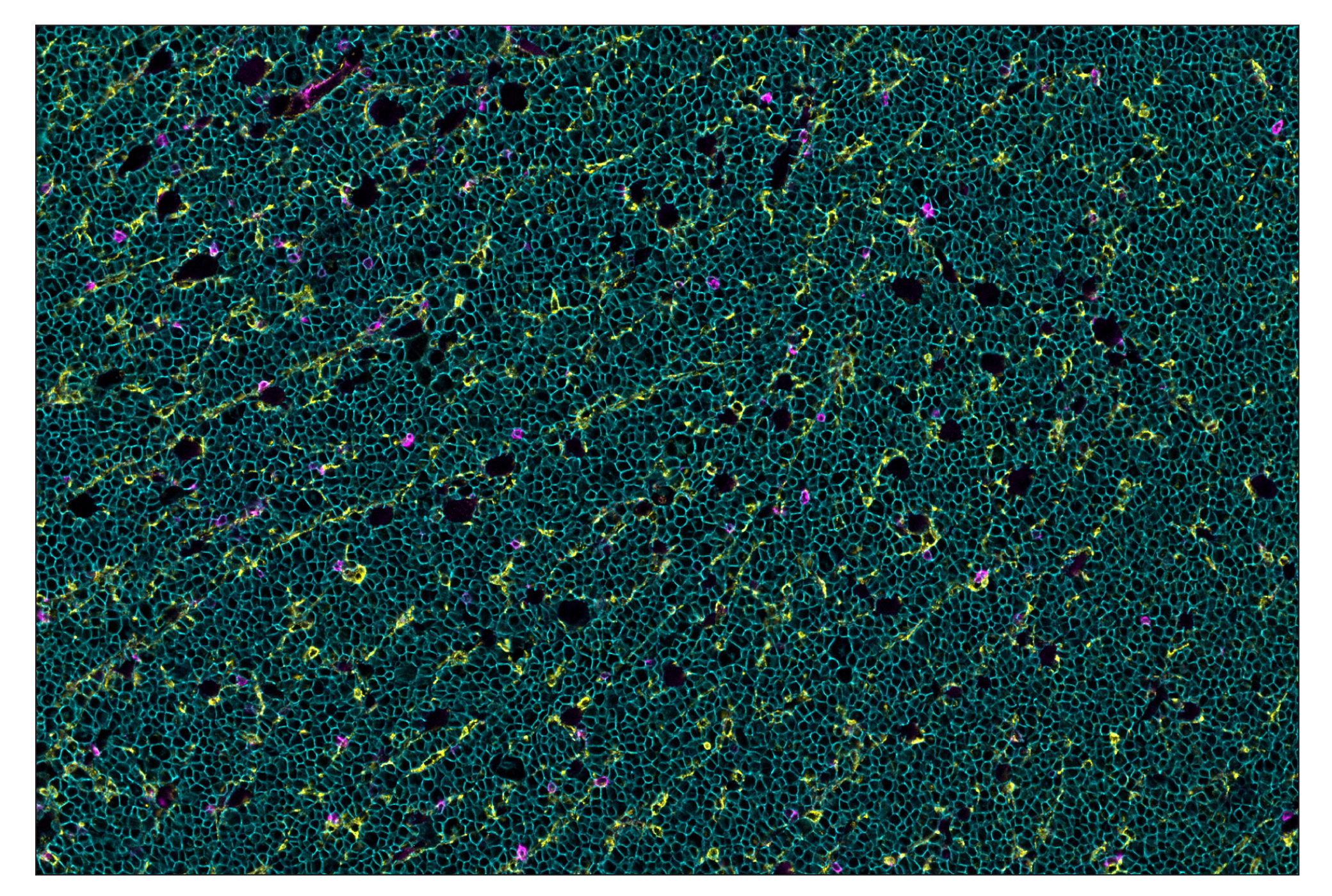 Immunohistochemistry Image 8: CD68 (E3O7V) & CO-0096-488 SignalStar™ Oligo-Antibody Pair
