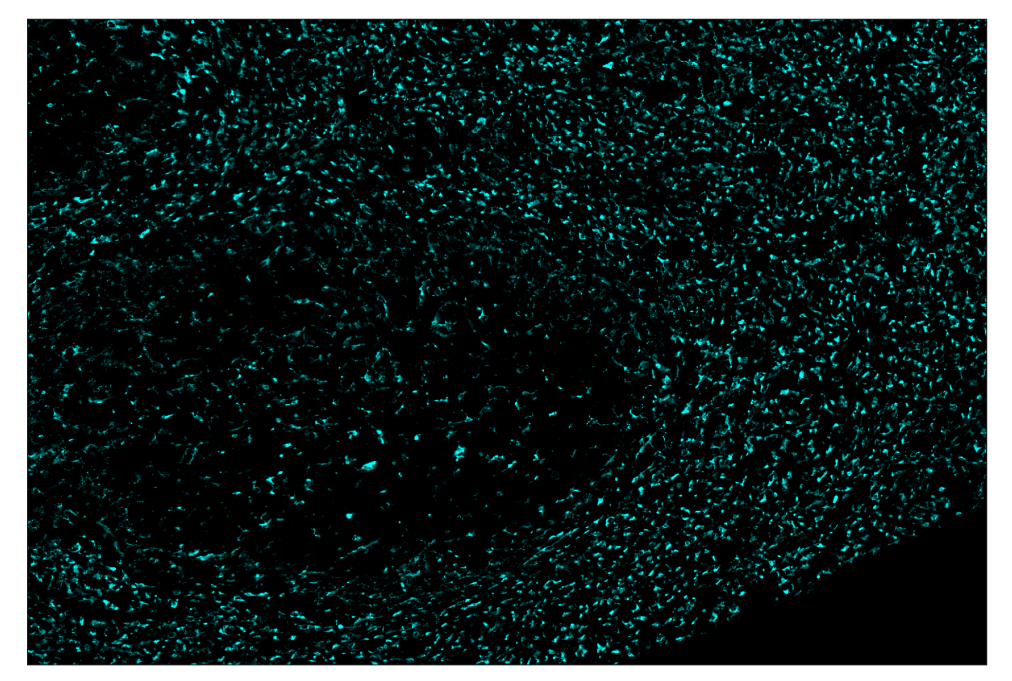 Immunohistochemistry Image 5: CD68 (E3O7V) & CO-0096-488 SignalStar™ Oligo-Antibody Pair